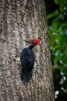 Datel indomalajsky - Dryocopus javensis - White-bellied Woodpecker o0422